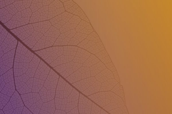 Nahaufnahme eines Blattes mit feinen Adern vor einem violett-orangenen Farbverlaufshintergrund.