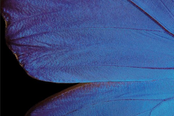 Nahaufnahme eines blauen Schmetterlingsflügels mit feinen, schimmernden Linien auf schwarzem Hintergrund.