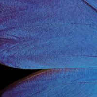 Nahaufnahme eines blauen Schmetterlingsflügels mit feiner, schimmernder Struktur auf schwarzem Hintergrund.