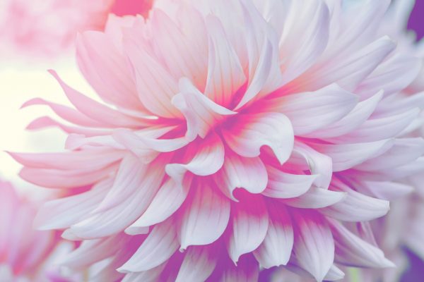 Nahaufnahme einer blassrosa Dahlienblume mit weichen, geschwungenen Blütenblättern vor unscharfem Hintergrund.