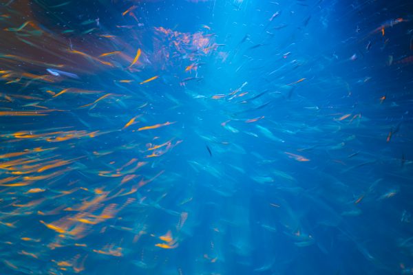 Schwarm von Fischen im blauen Wasser, angestrahlt von Lichtstrahlen mit orangefarbenem Schimmer.