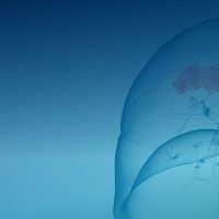 Transparente Darstellung der menschlichen Lunge mit Blumen in der Mitte auf blauem Hintergrund.