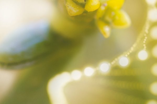 Makroaufnahme einer gelben Blüte mit unscharfem, grünem Hintergrund und Lichtreflexionen.